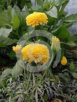 Merigold Plants photo